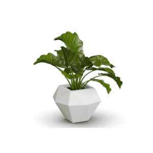 Botanic Chic Çiçek Saksısı