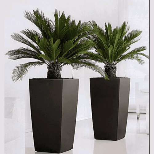 BotaniQ-saksi-serisi